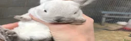 Rex rabbits for sale: Purebred velvet mini & Standard Rex rabbits 🐰🌿 - Advert 5