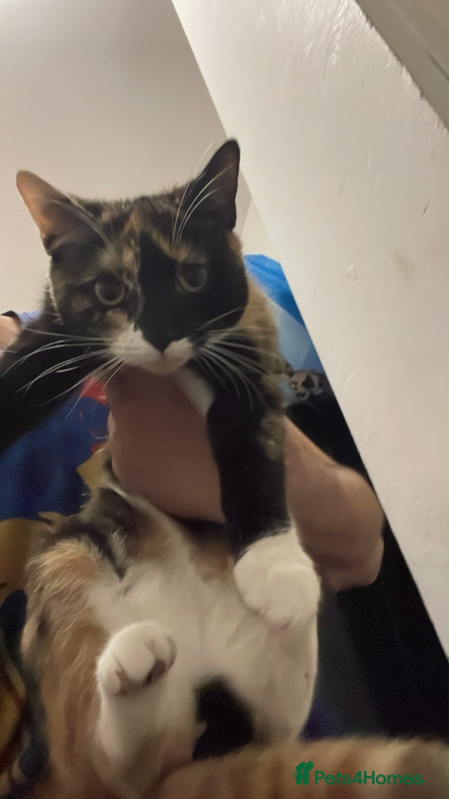 Mixed Breed cats for sale: Female - Advert 7