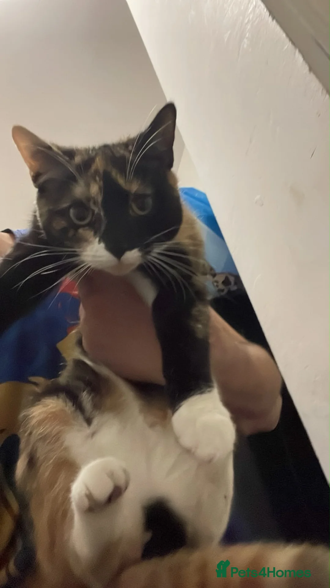 Mixed Breed cats for sale: Female in Burton-on-Trent - Advert 1