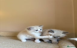 Ragdoll cats for sale: 5 beautiful GCCF Ragdoll kittens - Image 24