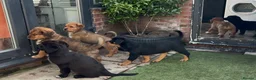 Central Asian Shepherd dogs for sale: Central Asian Shepard - Advert 15