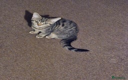 British Shorthair cats for sale: 14 WEEKS BROWN TABBY KITTEN  - Image 2