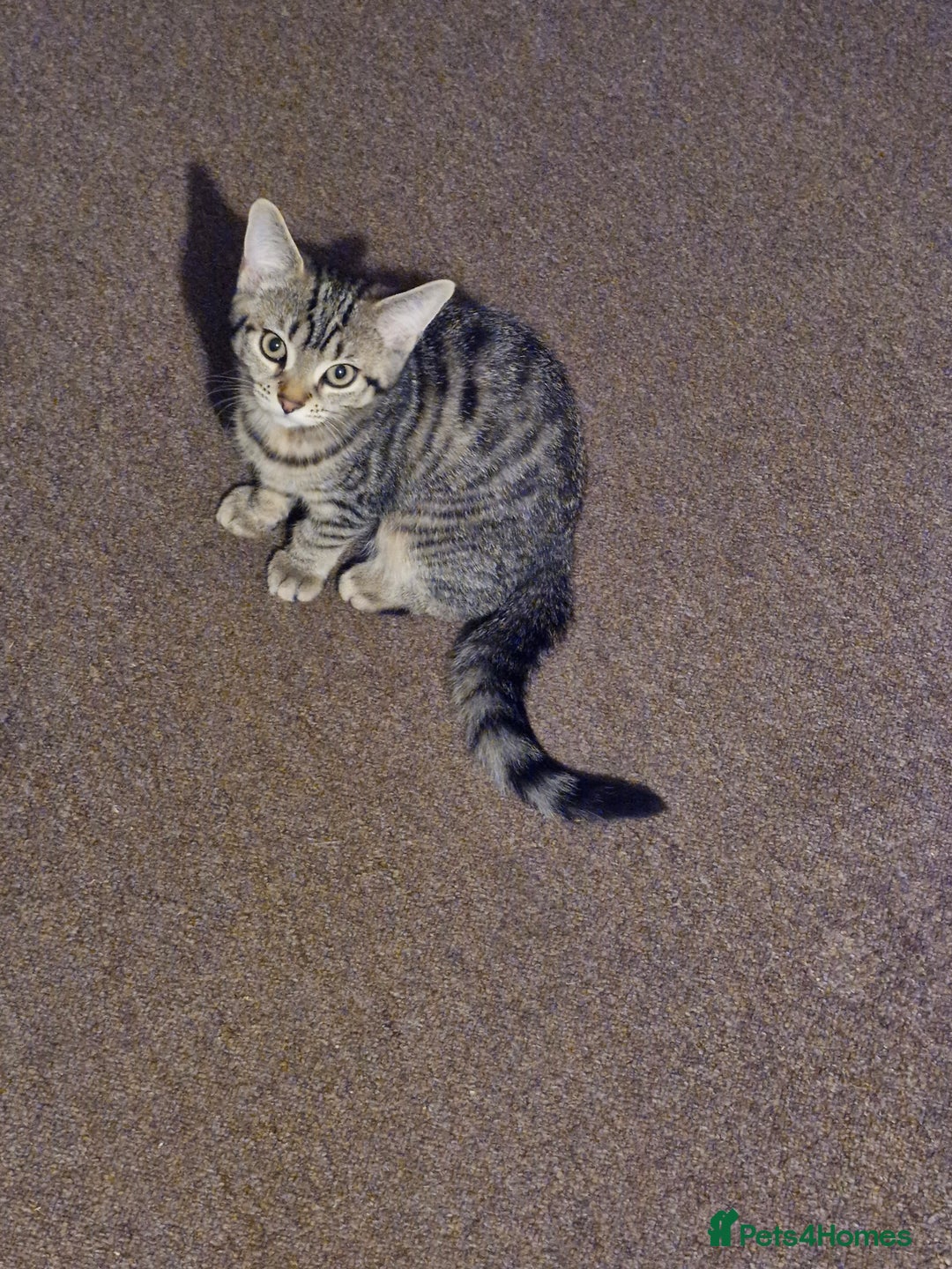 British Shorthair cats for sale: 14 WEEKS BROWN TABBY KITTEN  - Image 2