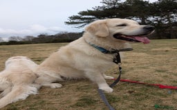 Golden Retriever dogs for sale: Gorgeous Golden retrievers Puppies for new homes - Image 3