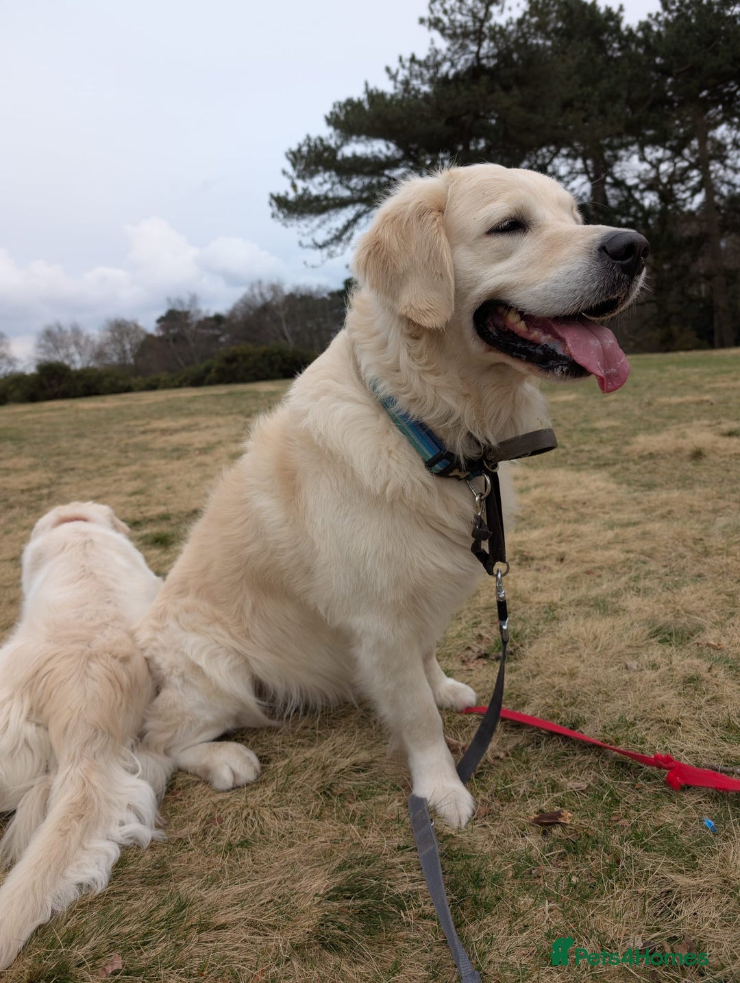 Golden Retriever dogs for sale: Gorgeous Golden retrievers Puppies for new homes - Image 3