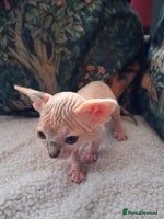 Sphynx cats - Advert 4