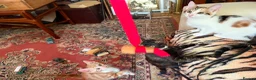 Mixed Breed cats for sale: 4 Beautiful Kittens in Erith - Advert 3