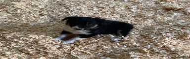 Border Collie 6