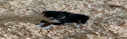 Border Collie dogs for sale: Adorable border collies - Advert 19