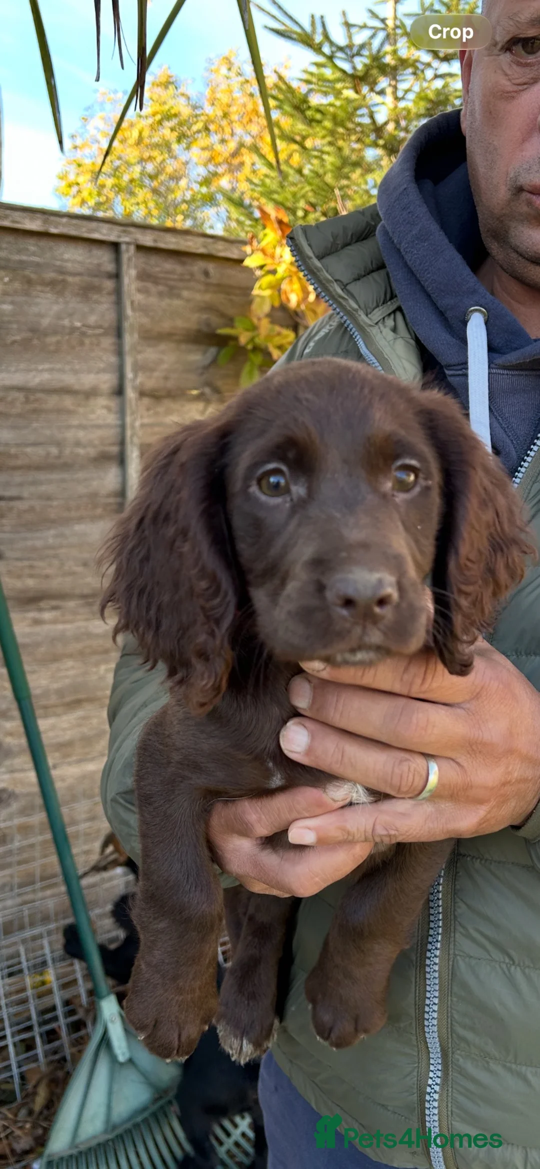 Cocker Spaniel dogs for sale: Working cocker puppies - Advert 5