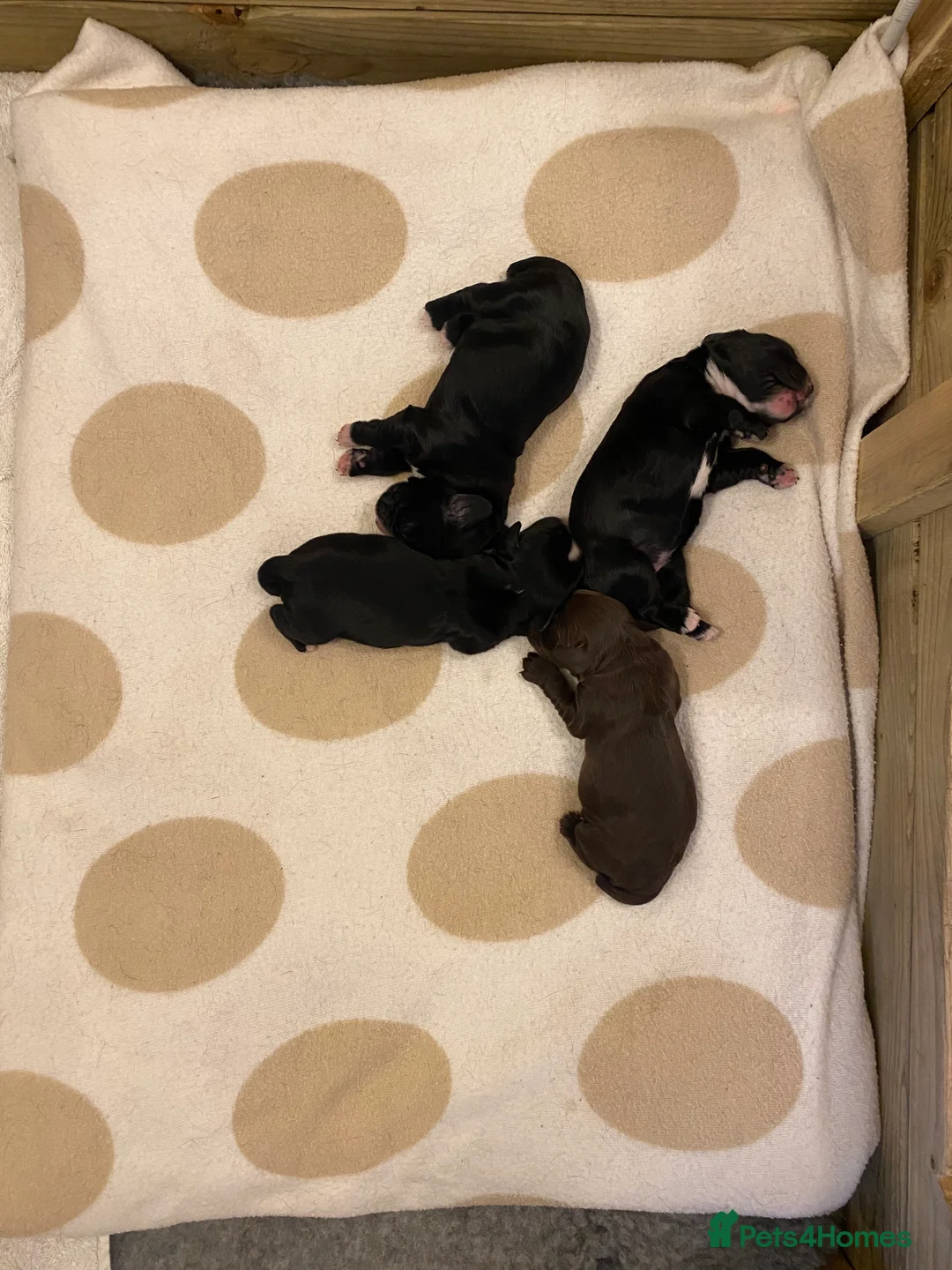 Cocker Spaniel dogs for sale: KC Registered Litter of Cocker Spaniels - Advert 11