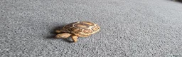 Tortoise reptiles for sale:  leopard tortos - Advert 3