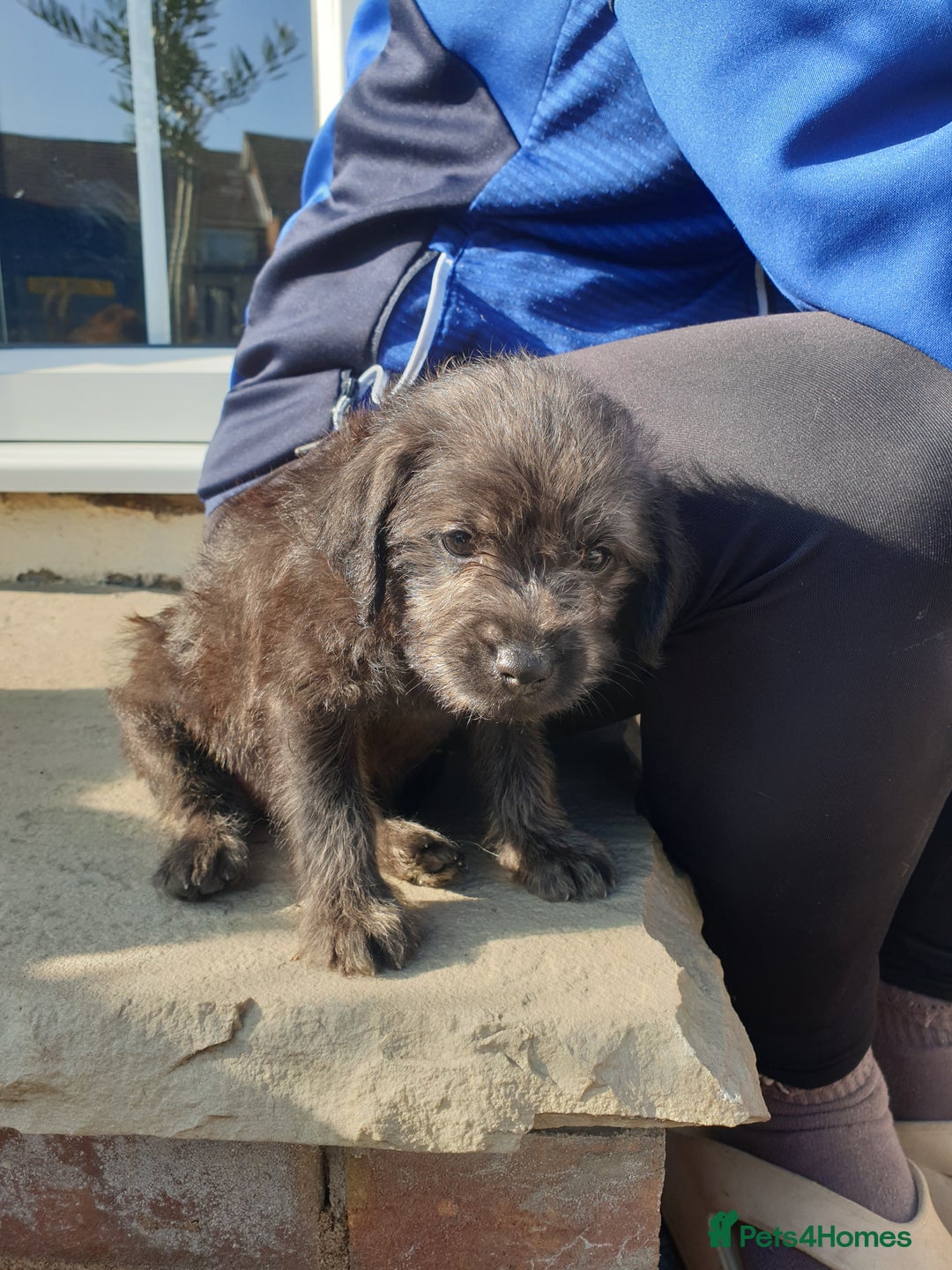 Mixed Breed dogs for sale: Border Terrier x miniature Poodle  - Image 6