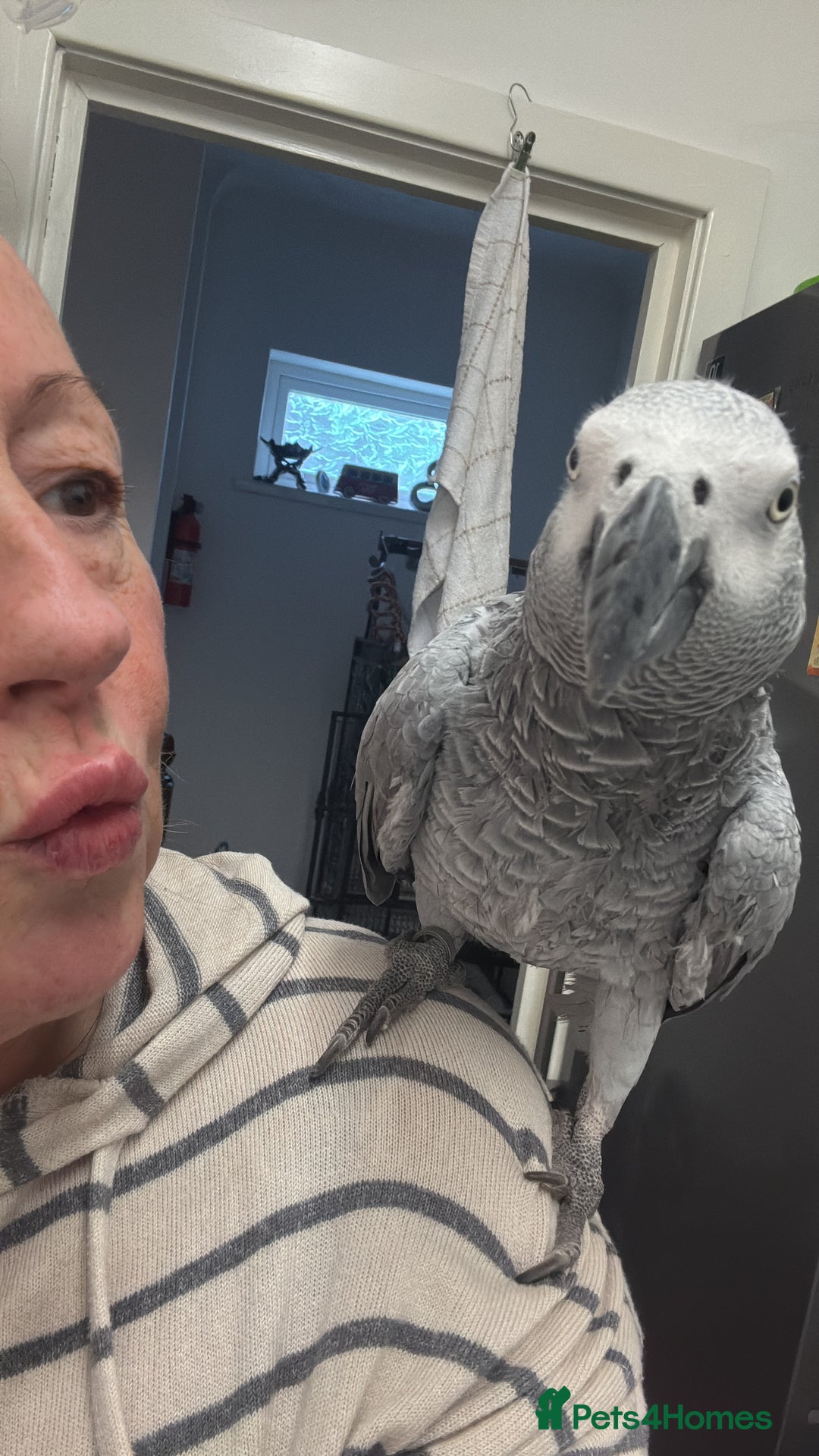 Parrots birds for sale: Very chatty African Grey parrot  - Advert 6