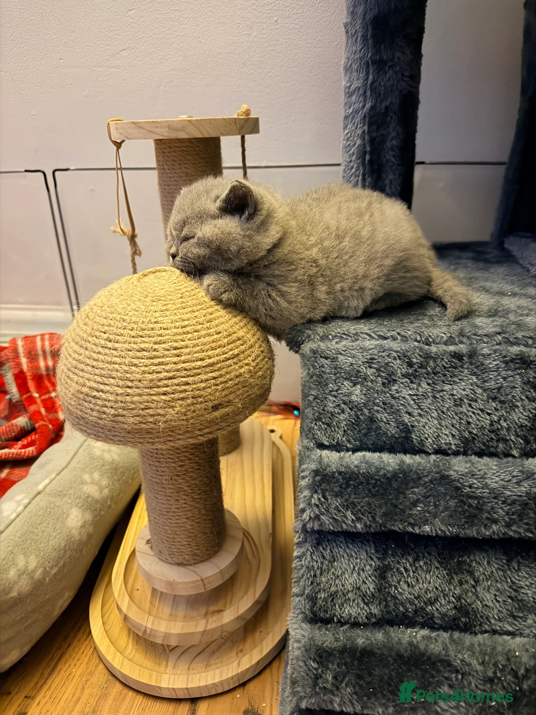 British Shorthair cats for sale: Blue British Shorthair Kitten BOY available - Advert 2