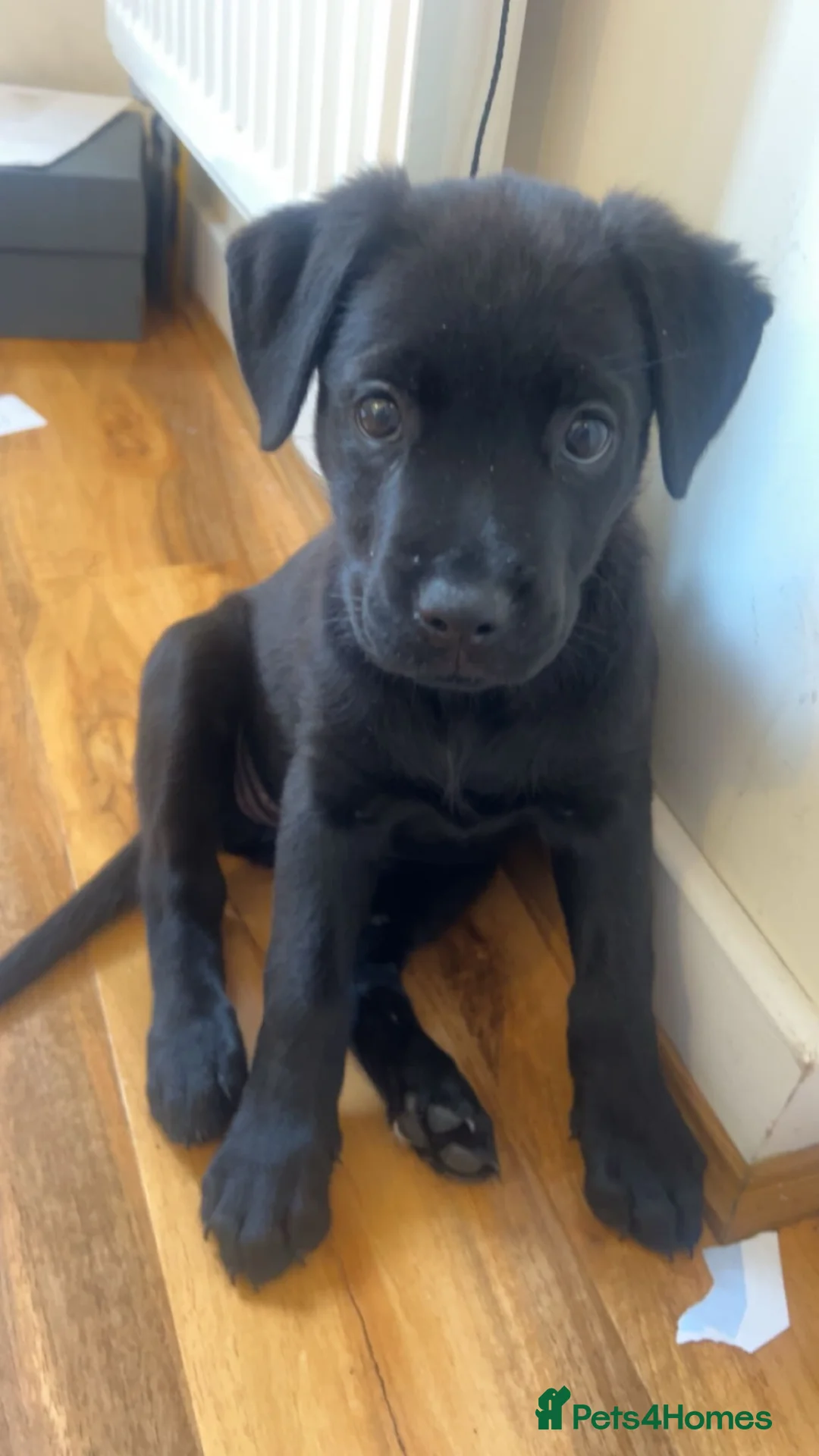 Mixed Breed dogs for sale: Lovely , friendly female dog Narla - Advert 1
