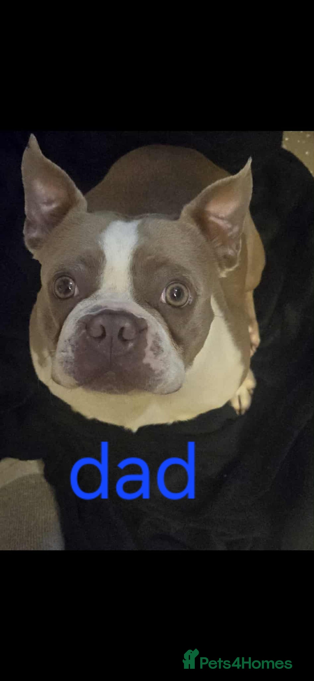 Boston Terrier dogs for sale: Beautiful Blue Bostons  - Image 27