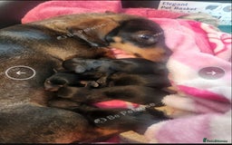 Miniature Dachshund dogs for sale: Boys ready now - Image 2