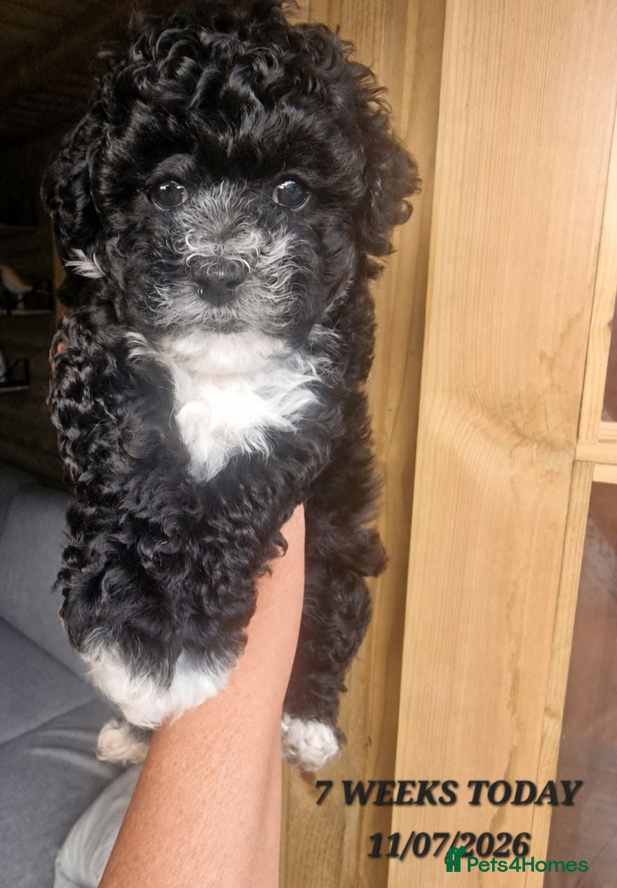 Maltipoo dogs Maltipoo F1b pups - Advert 15