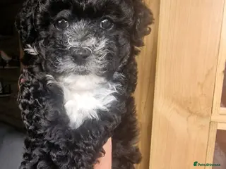 Maltipoo dogs Maltipoo F1b pups - Advert 15