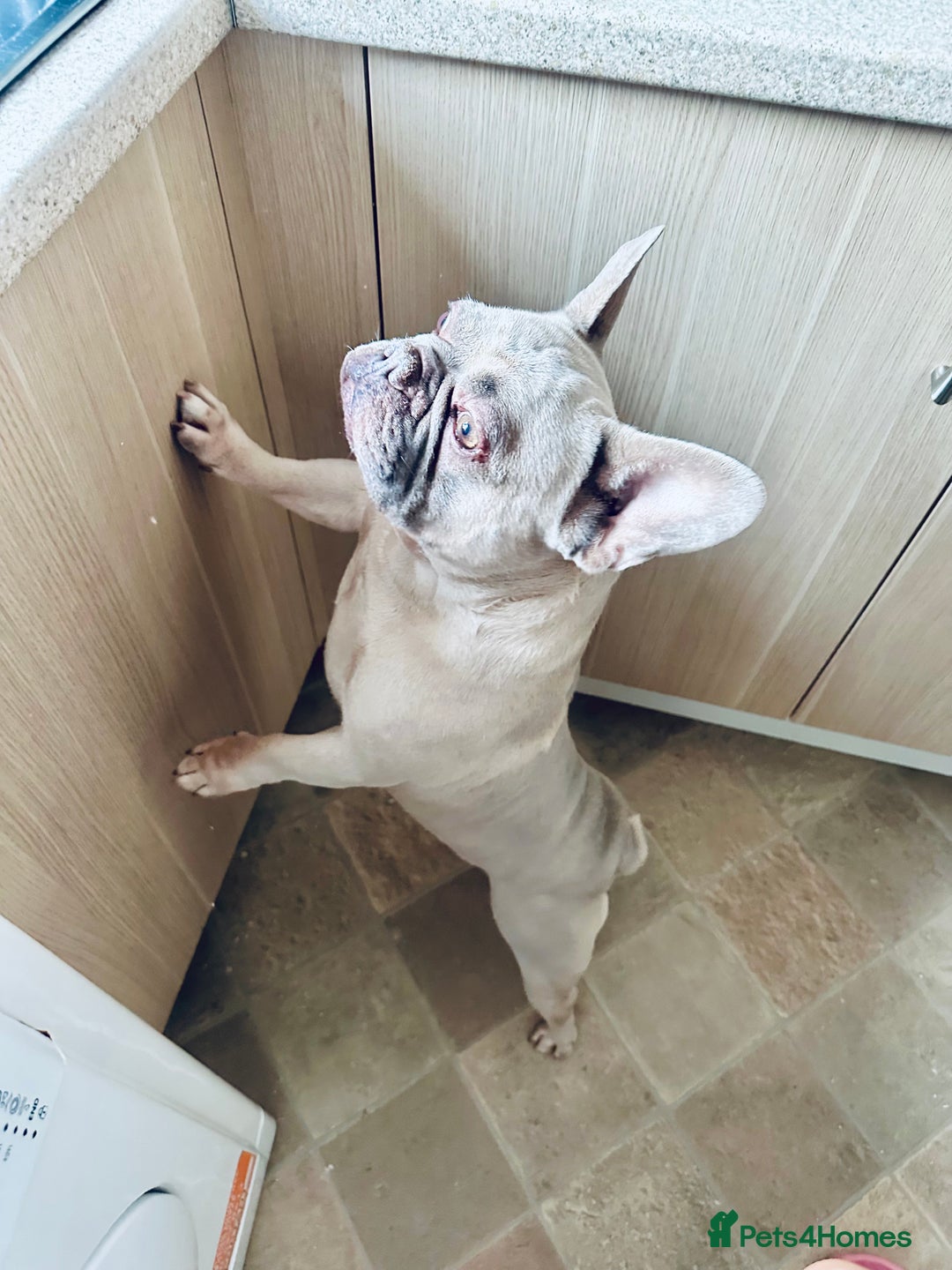 French Bulldog dogs for sale: 🩵loski 🩵 - Image 3