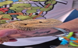 Bearded Dragon reptiles for sale: 1 year old female bearded dragon - Image 2