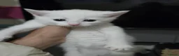 Domestic Shorthair cats for sale: 4 gorgeous kittens - Advert 3