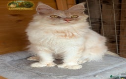 Maine Coon cats for stud: High Red Smoke 66/66 Polydactyl European line - Image 2