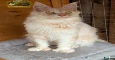 Maine Coon cats - Advert 10