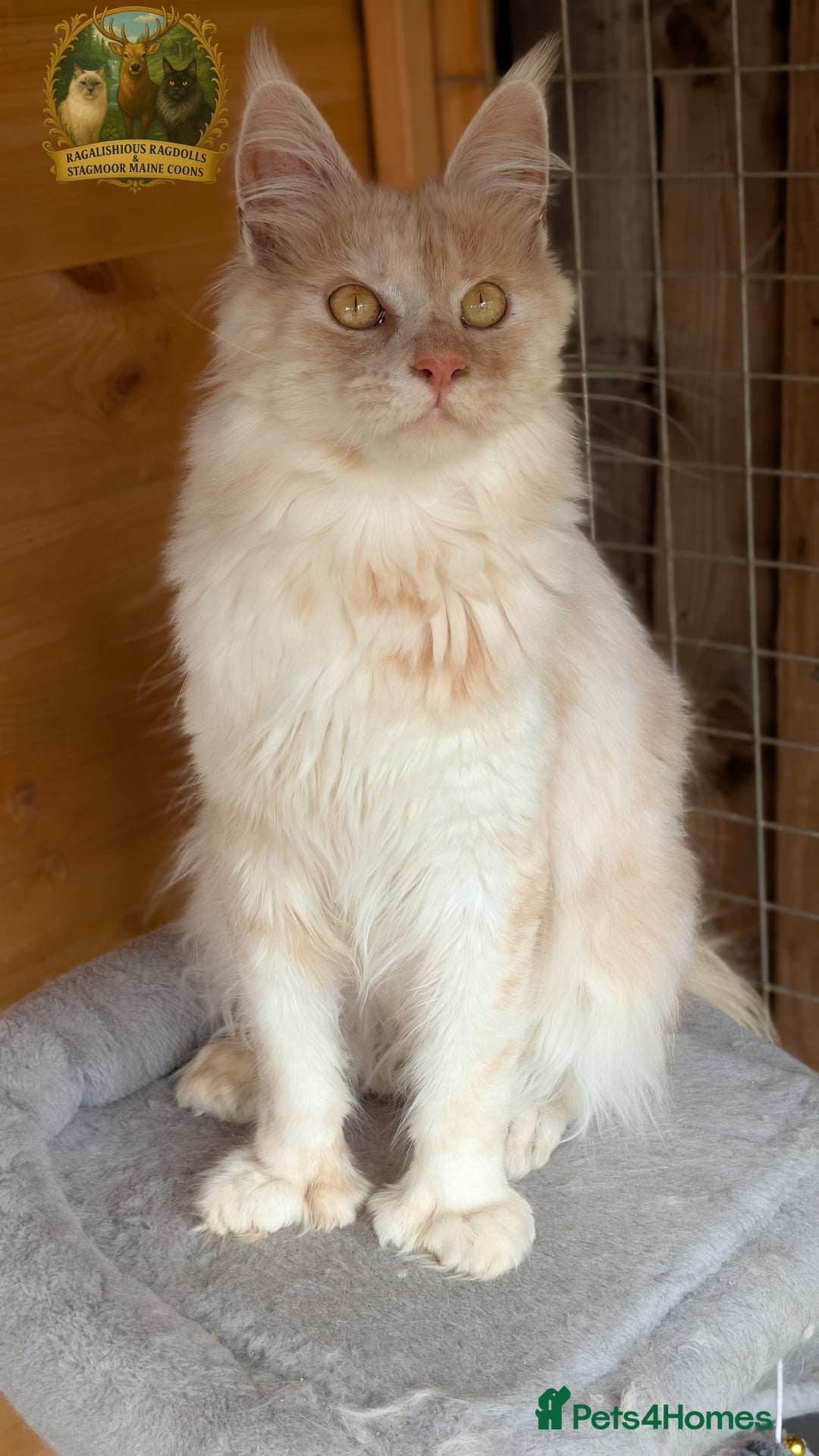 Maine Coon cats for stud: High Red Smoke 66/66 Polydactyl European line - Image 2