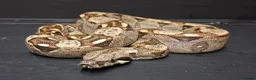 Boa Snake reptiles for sale: Boa constrictors Het IMG -VPI - AneryT1- RDR - Advert 5