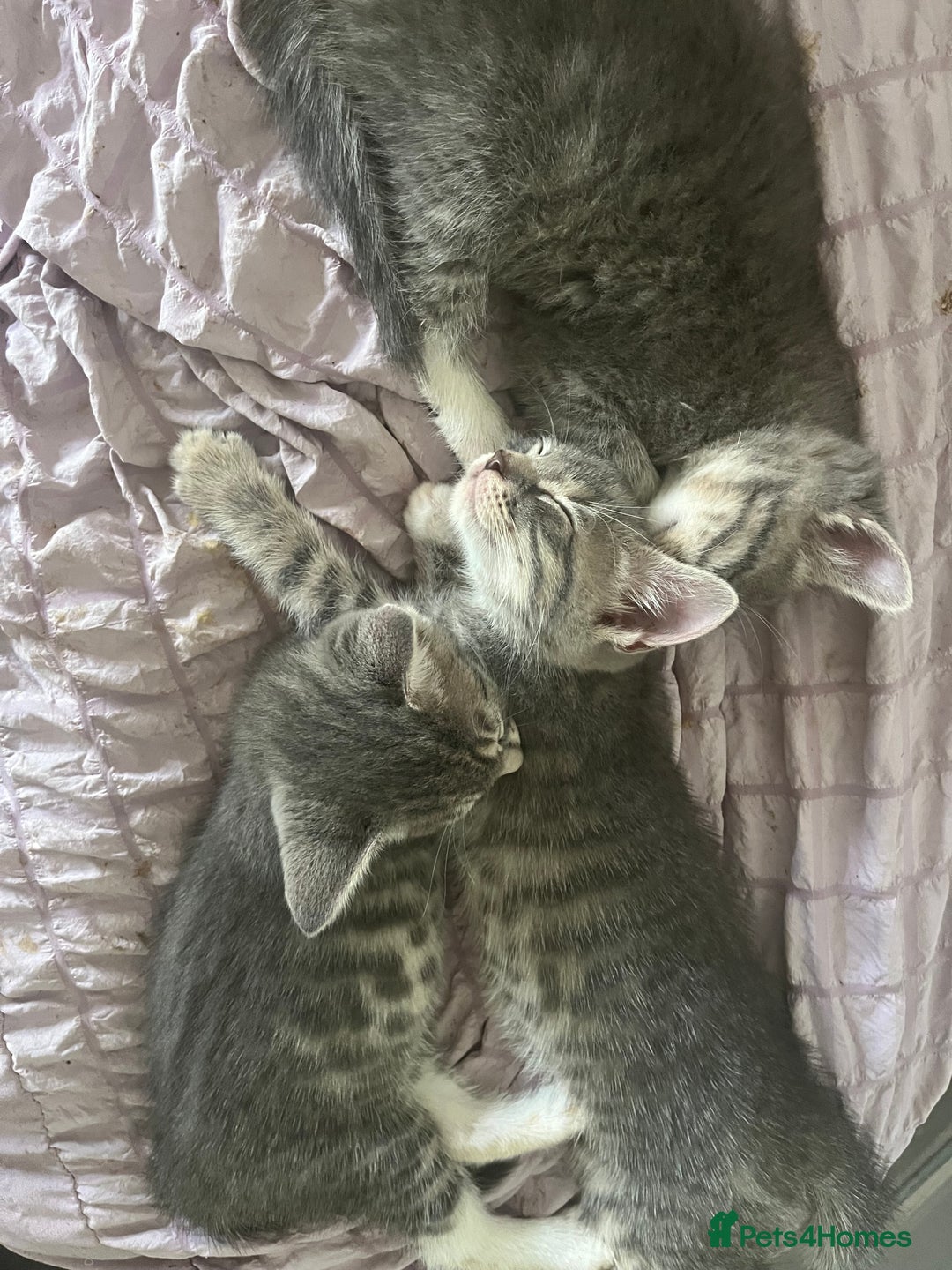 Bengal cats for sale: Gemini grey beauties - Image 7