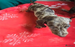 Miniature Dachshund dogs for sale: Dachshund puppies  - Image 8