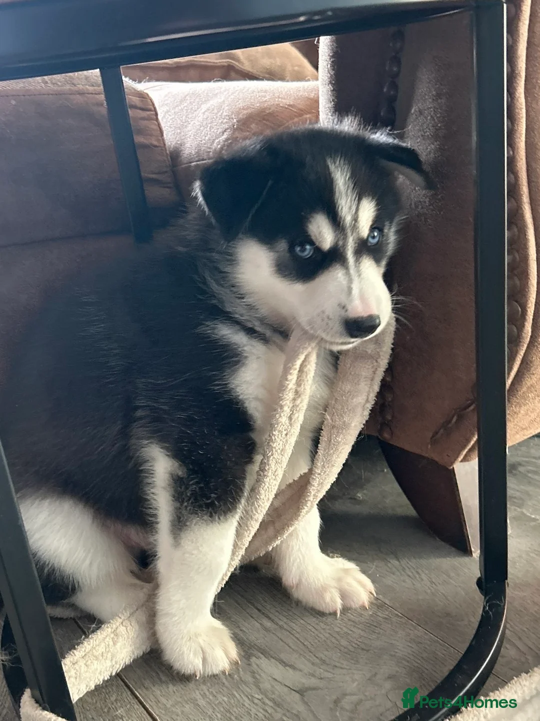 Siberian Husky dogs for sale: 2 husky pups for sale  - Advert 17