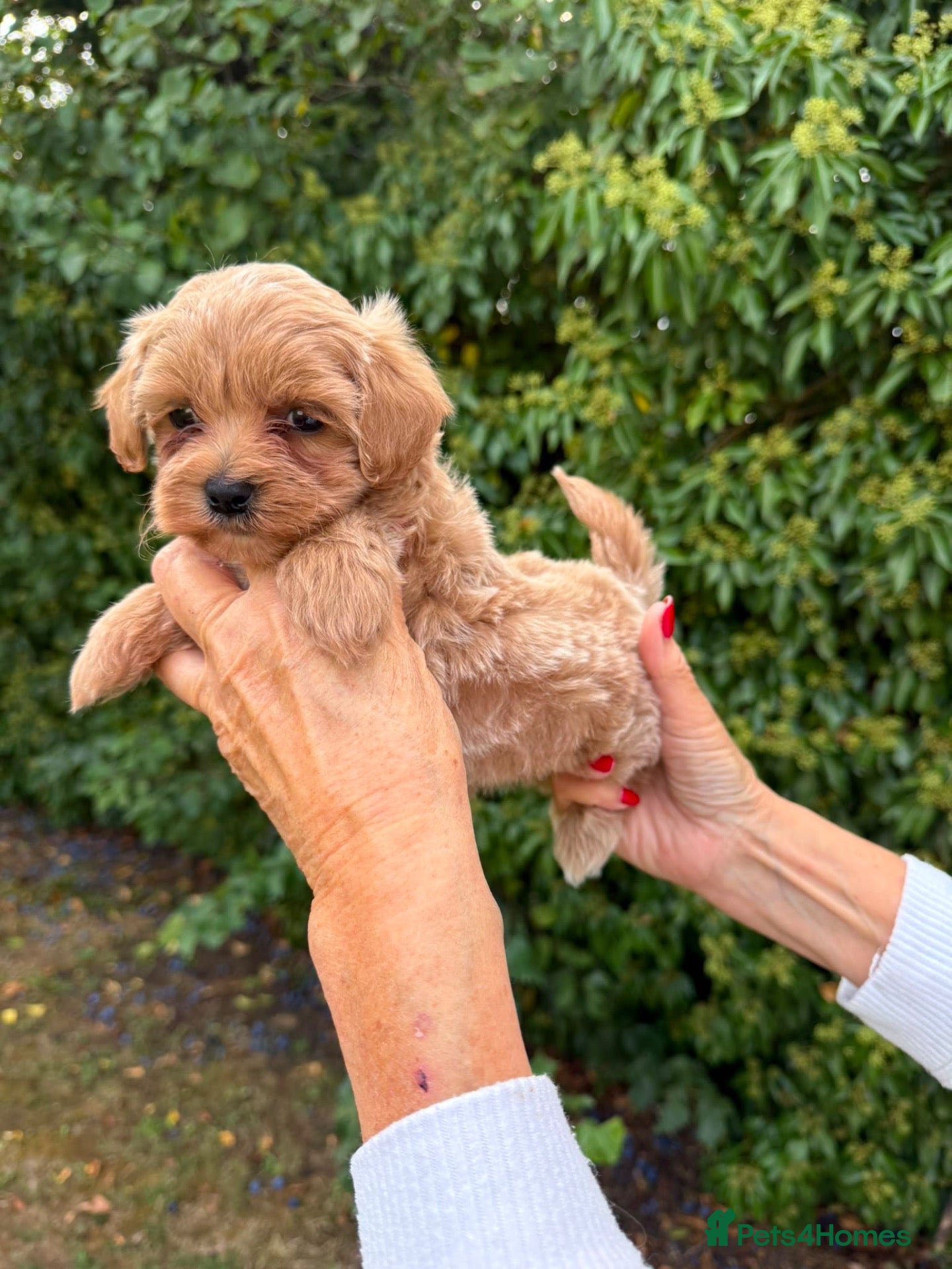 Maltipoo dogs BEAUTIFUL ASIAN MALTIPOO F1 PUPPIES  - Advert 2