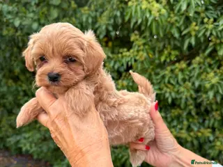 Maltipoo dogs BEAUTIFUL ASIAN MALTIPOO F1 PUPPIES - Advert 2