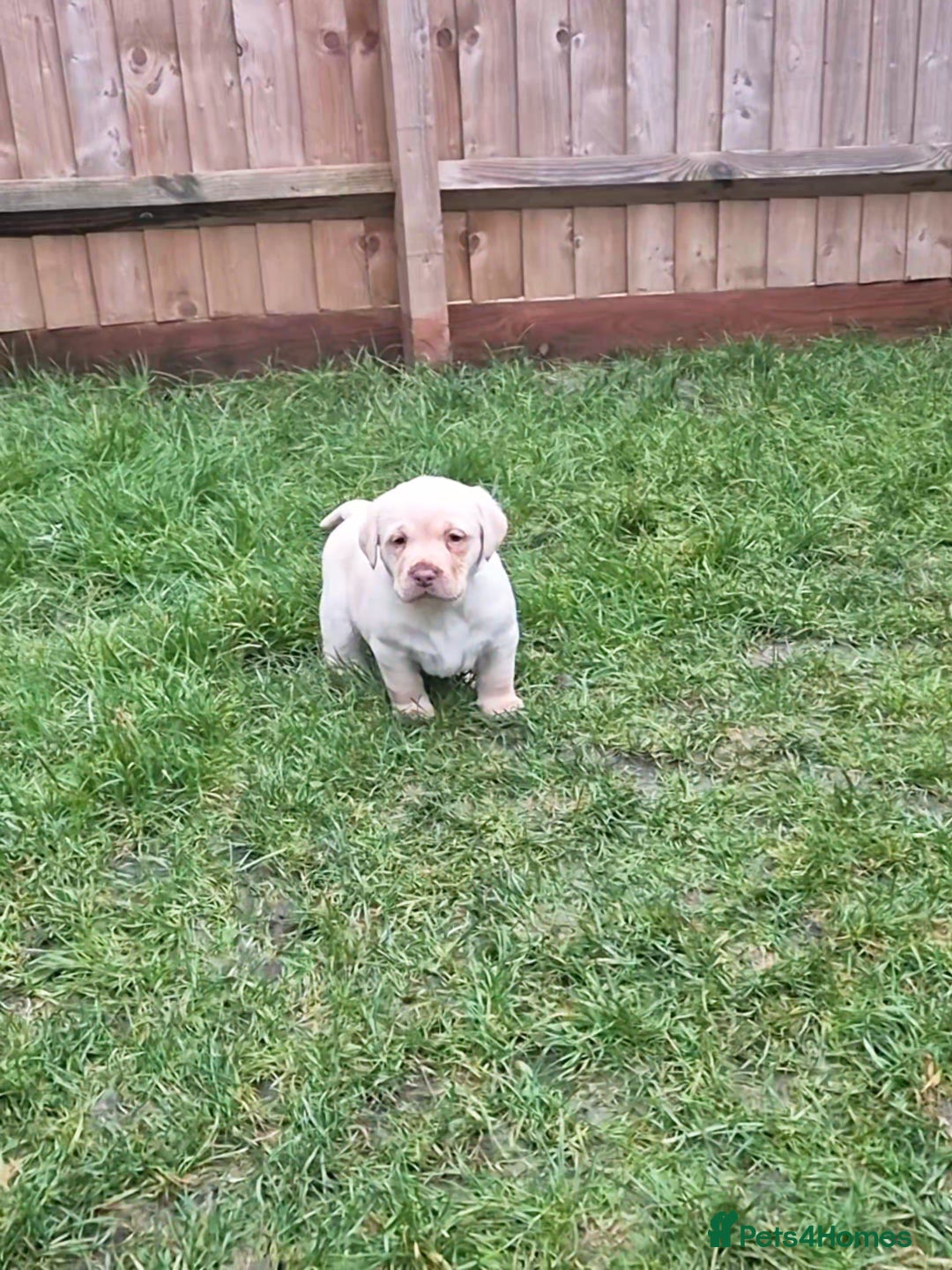 Labrador Retriever dogs for sale:  Ready for Their Forever Homes - Advert 11