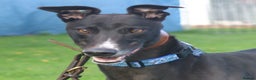 Greyhound dogs for adoption: Bing - Male Greyhound - Advert 4