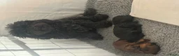 Mixed Breed dogs for sale:  Beautiful Toy Poodle Cross Puppies - Advert 21