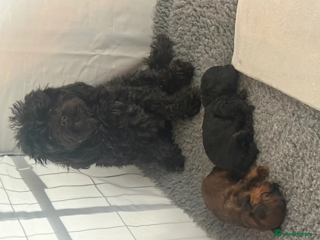 Mixed Breed dogs for sale:  Beautiful Toy Poodle Cross Puppies - Advert 21
