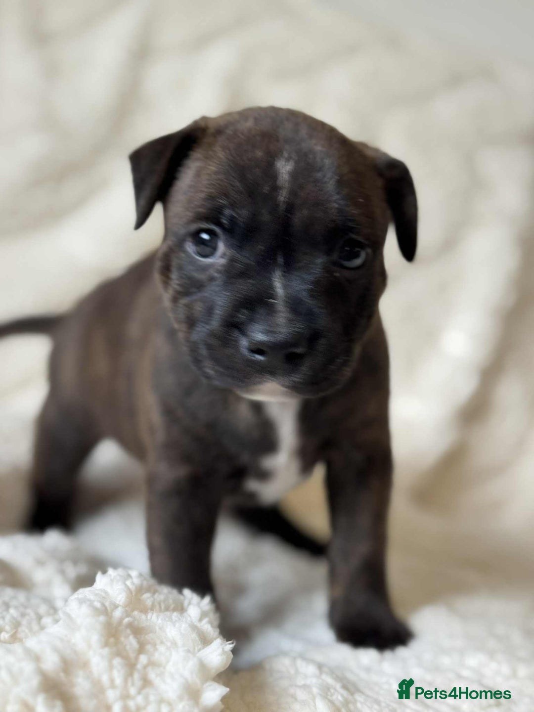 Staffordshire Bull Terrier dogs for sale: Kc registered Staffordshire bull terriers - Advert 27