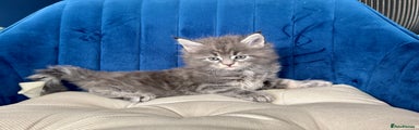 Maine Coon Kitten 1