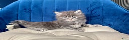 Maine Coon cats for sale: Maine coon kittens - Advert 4