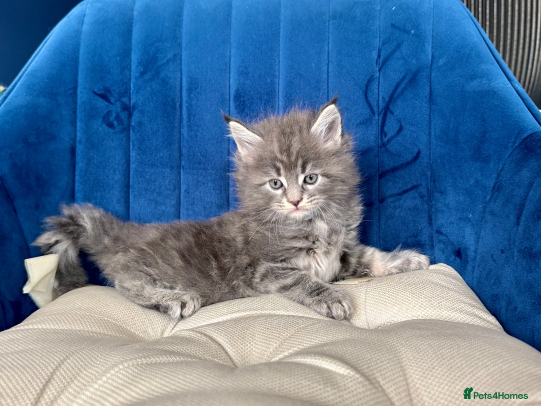 Maine Coon cats for sale: Maine coon kittens - Advert 4