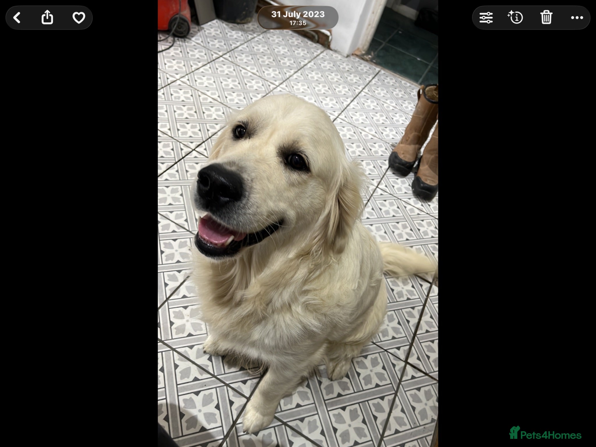 Golden Retriever dogs FULLY HEALTH CHECKED kc reg 7 1/2 mths  - Advert 17