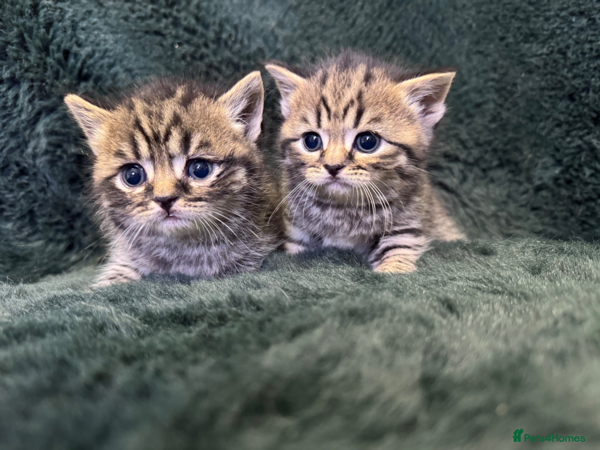 Scottish Fold cats Scottish striaght kittens registered  - Advert 1