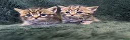 Scottish Fold cats for sale: Scottish striaght kittens registered  - Advert 1