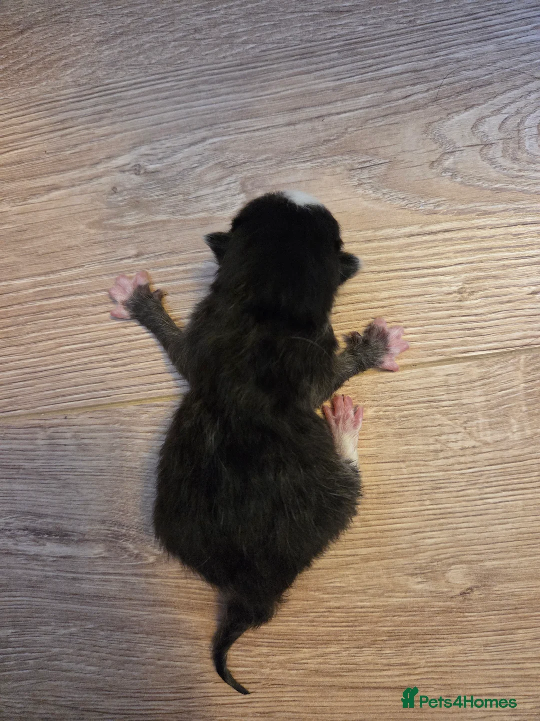 Mixed Breed cats for sale: Mixed breed kittens  - Advert 15