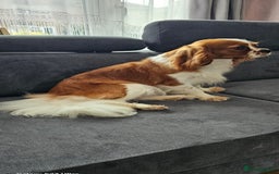 Cavalier King Charles Spaniel dogs for sale: Cavalier king Charles spaniel - Image 3
