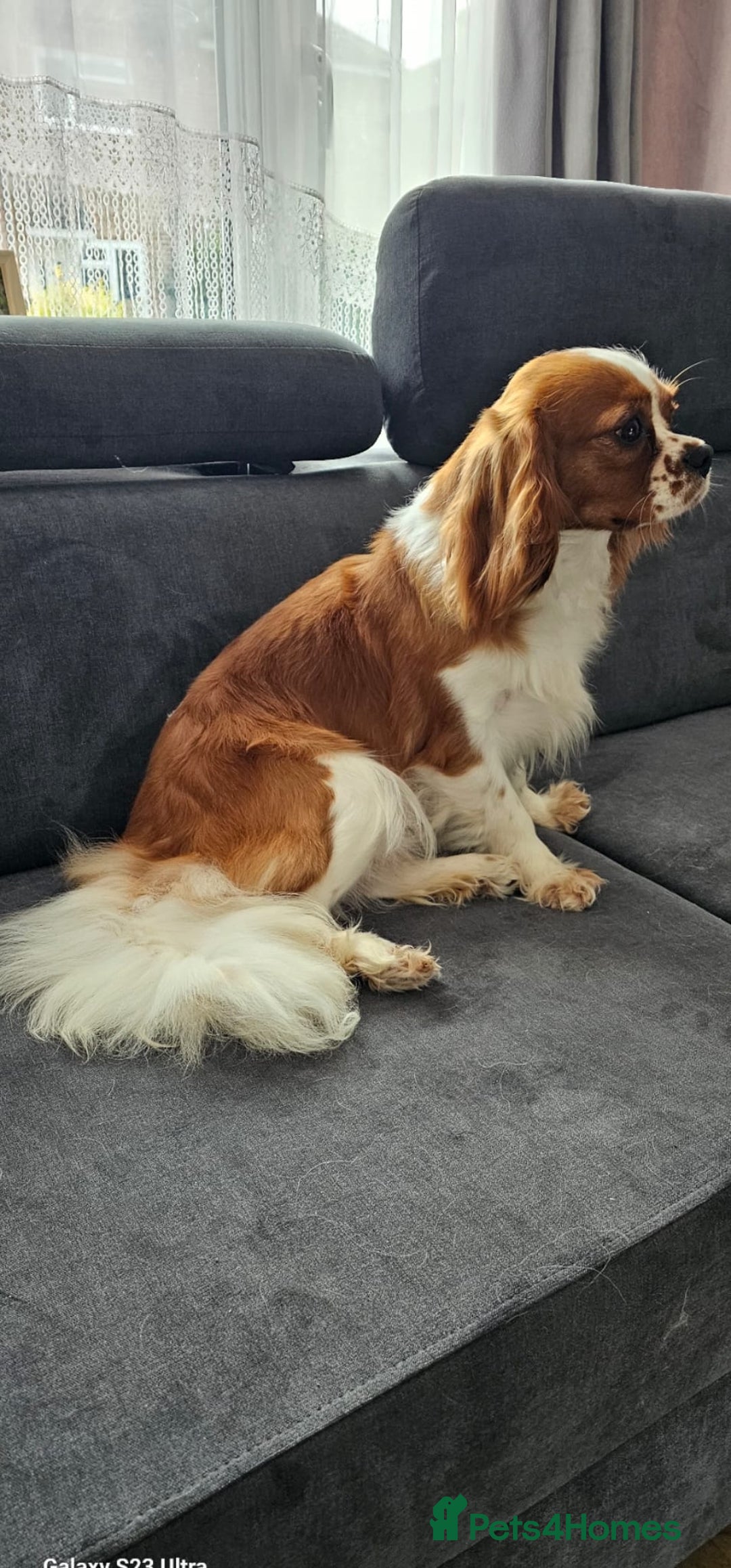 Cavalier King Charles Spaniel dogs for sale: Cavalier king Charles spaniel - Image 3